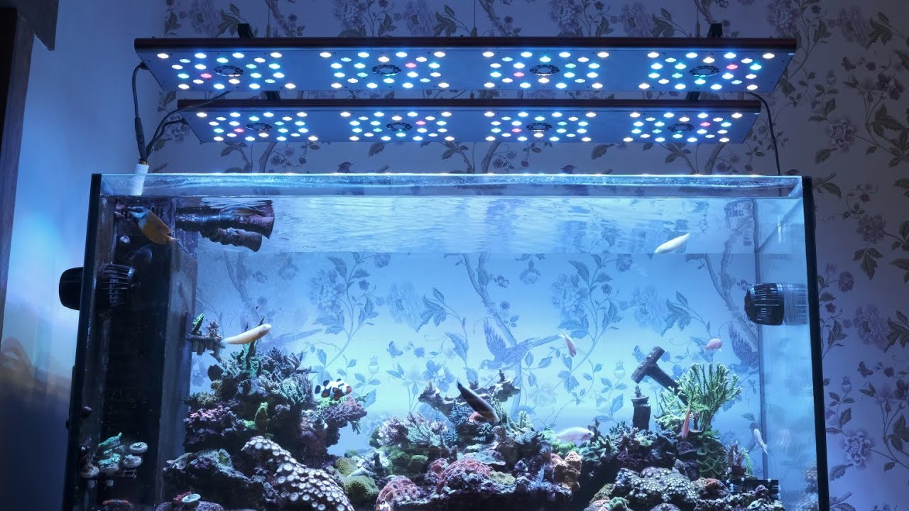 Why I Ditched T5 Hybrid For Budget LEDs (Evergrow/ReefBreeder)