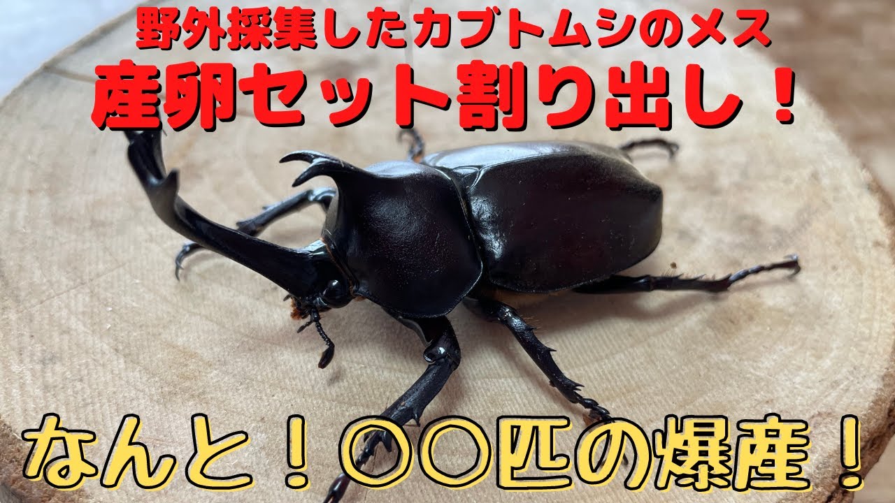 ○○匹の爆産！？野外採集したカブトムシのメスの産卵セット割り出し 野外で採集したカブトムシのメスはペアリング無しでも産卵するのか検証してみた！