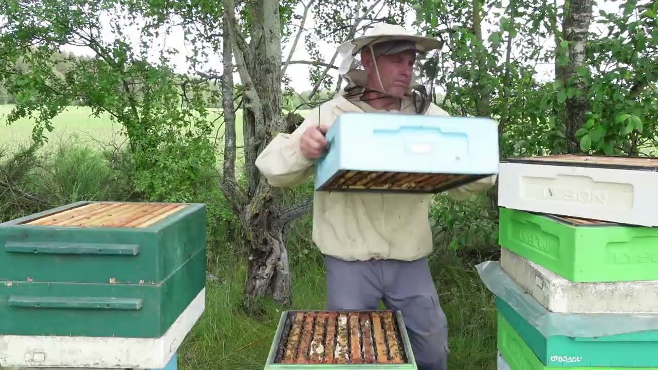 отбор и откачка рапсового меда