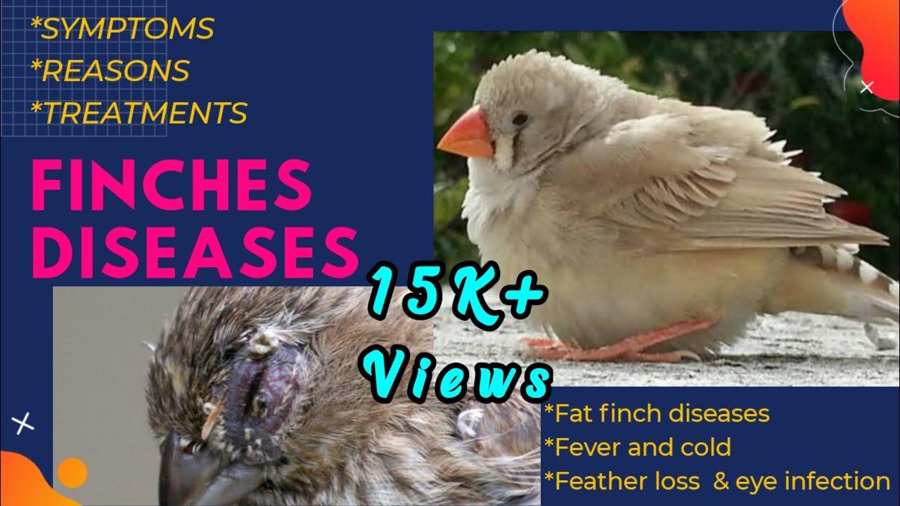 finches disease / finches disease in tamil / finches common disease / finch disease / fat finch /