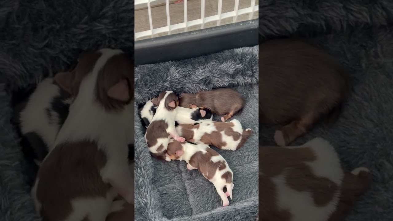 Mystique Litter DDD final video