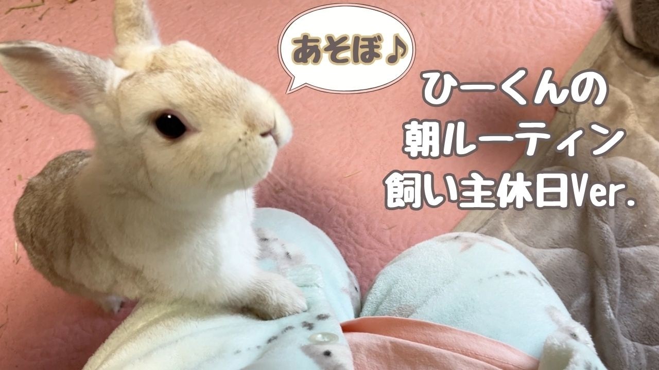 飼い主が休みの日の朝ルーティン🐰ひーくんのまったりモーニング