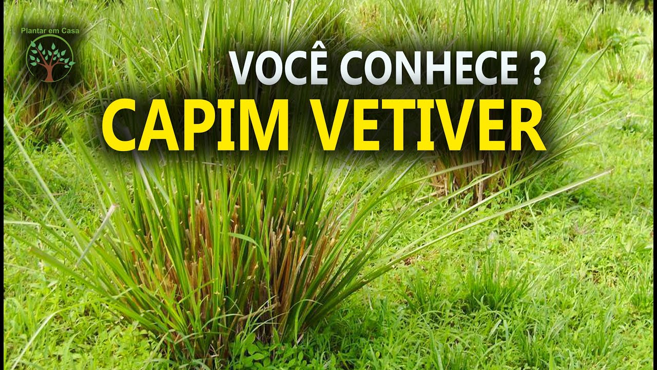 Capim Vetiver uso Medicinal no Sítio das Melaleucas
