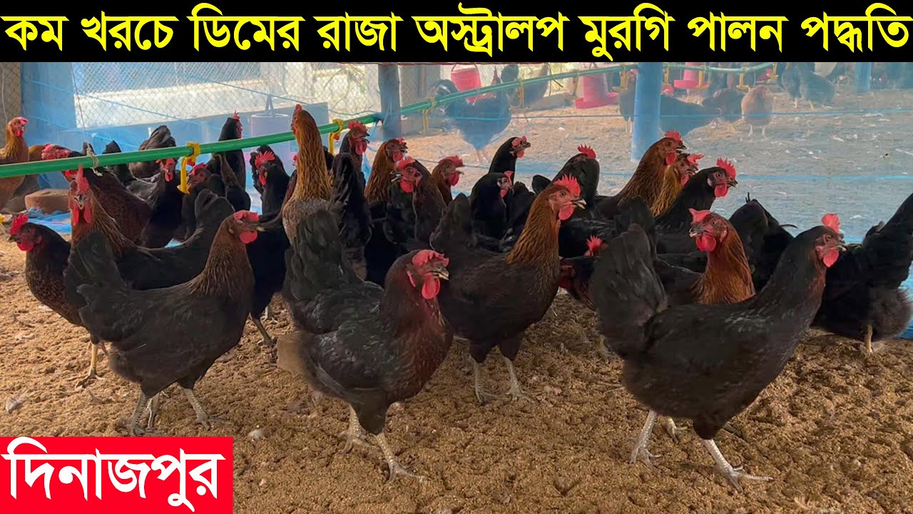 যেভাবে ডিমের রাজা অস্ট্রালপ মুরগি পালন করে মাসে লাখ টাকা আয় করছেন রিফাত ভাই জানুন বিস্তারিত