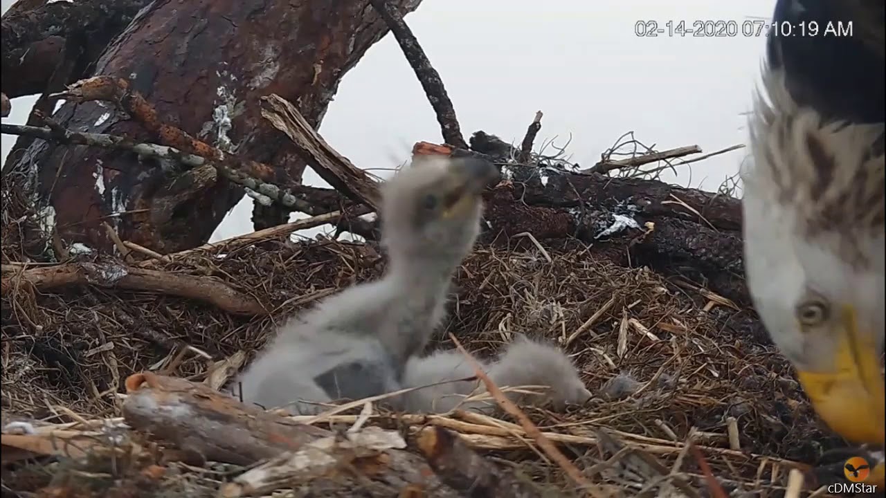 Eagle Country * SCARY MOMENT! * Whew! ALL IS OK After Hickory Dislodges Food Stuck in Throat *