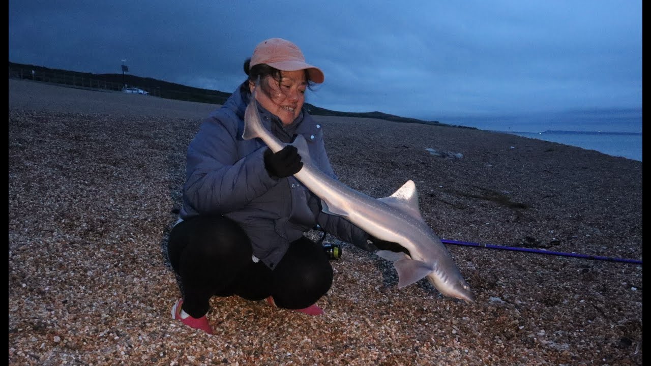 Smooth hounds on Chesil Beach 28 June 23