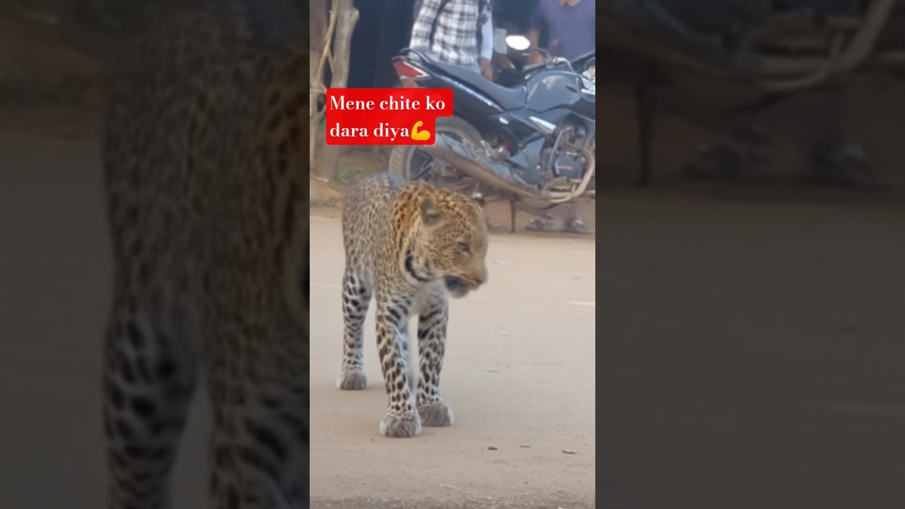 Mene Chite Ko Dara Diya | I Scared The Cheetah | Wild Animal Encounter 2025