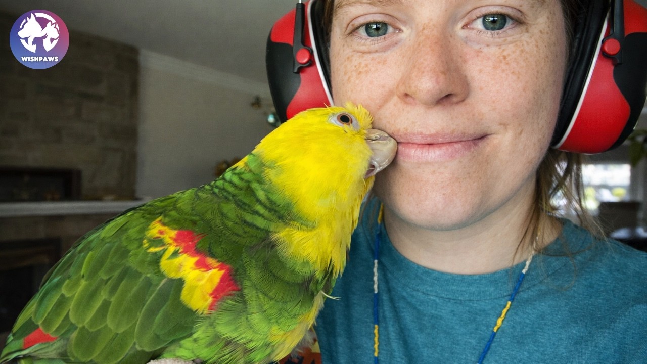 She Rescued a Lonely Parrot Now He Acts Like Her Tiny Bodyguard
