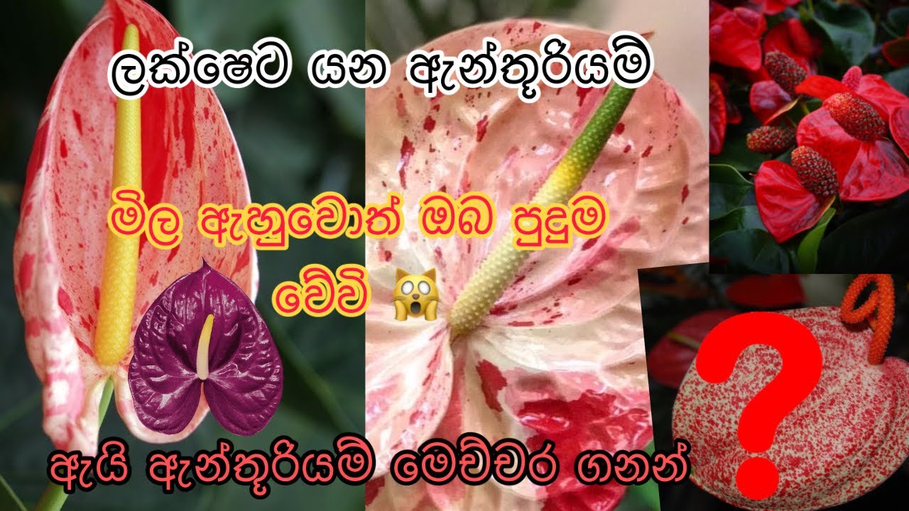 Most expensive Anthurium in sri lanka Anthurium price #Anthurium wagawa sinhala #srilanka