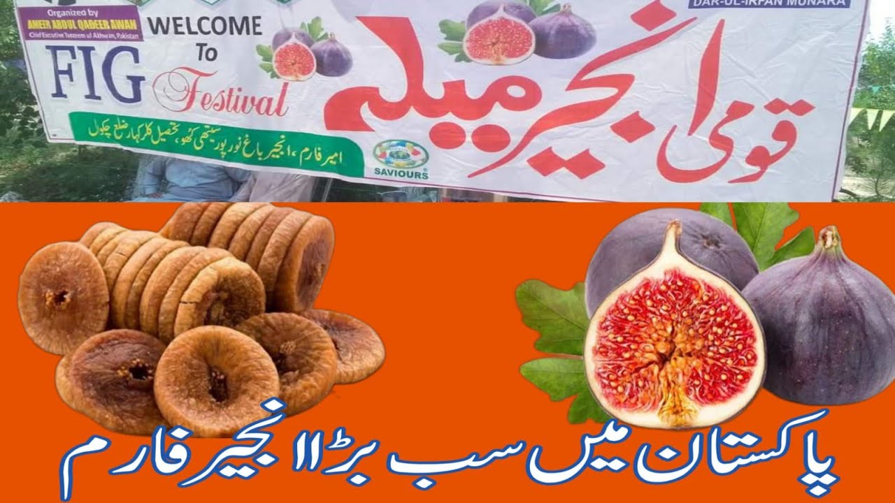 The largest fig farm in Pakistan || Noorpur Ameer Anjeer Form Chakwal ||