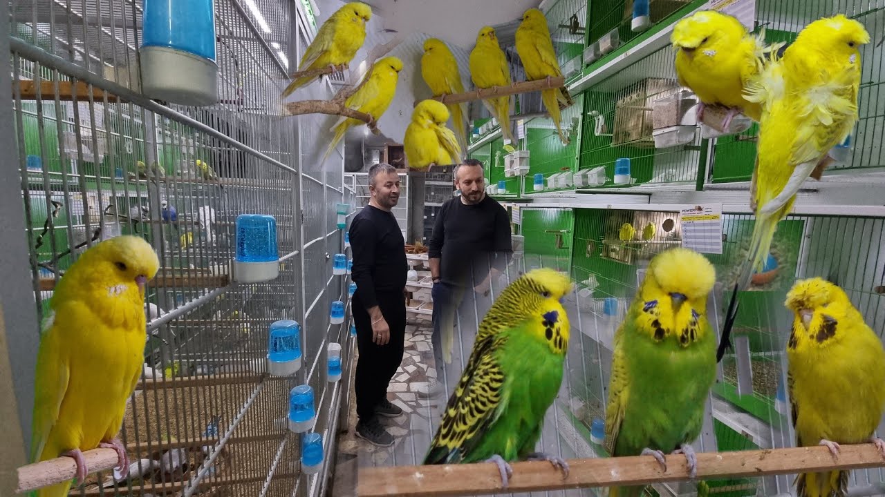 BAYRAM AKYILDIZ JUMBO TEPELİ MUHABBET KUŞU TESİSİ  HANİ DERLER YA KUŞ SAHİBİNİ ANLATIR