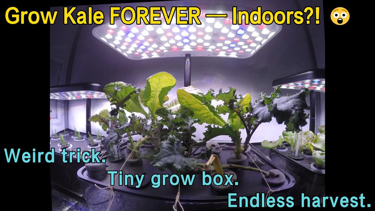 How I Grow Kale Forever Indoors | Hydroponics Hack for Small Spaces. Hydroponic Kale Urban Gardening