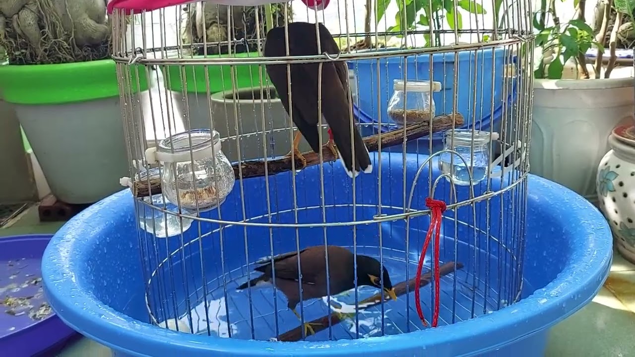 Chim Sáo Tắm Như Vịt  !