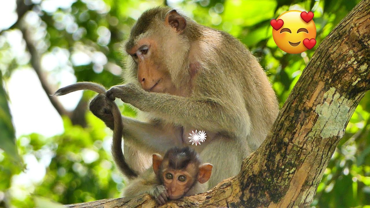 Good Mom monkey Teva takes care of her baby monkey Tesla.