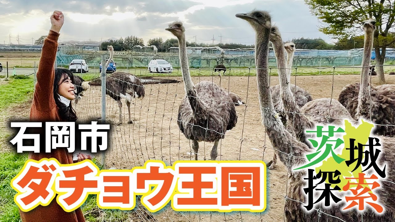 【茨城探索】ダチョウ王国。ダチョウの飼育日本一！！アルパカは嫌いになりました【石岡市】【vlog】