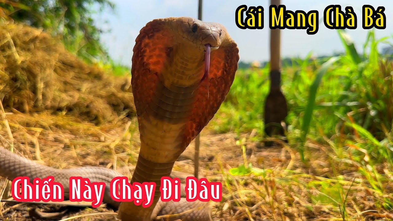 Hổ Mang Cực Độc Nằm Giữa Bờ Đi Quá Nguy Hiểm Cho Nông Dân | Mười Thương SB