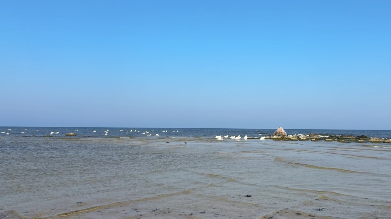12 Hour of Calm Spring Ocean Waves / Swans & Gentle Sea Sounds for Sleep, Relaxation, Background