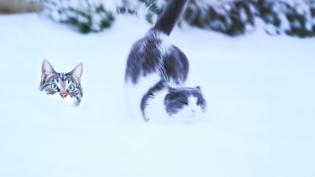 Snow Zoomies Hit Different 😂  No Music, No AI
