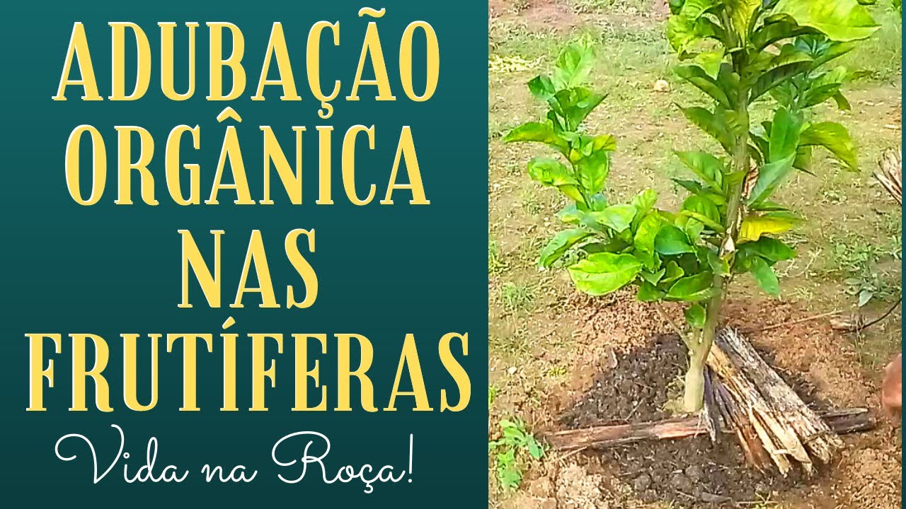 MELHOR ADUBO ORGÂNICO PARA FRUTÍFERAS, HORTA E JARDIM. FERTILIZANTE NATURAL PODEROSO P/ AS PLANTAS.