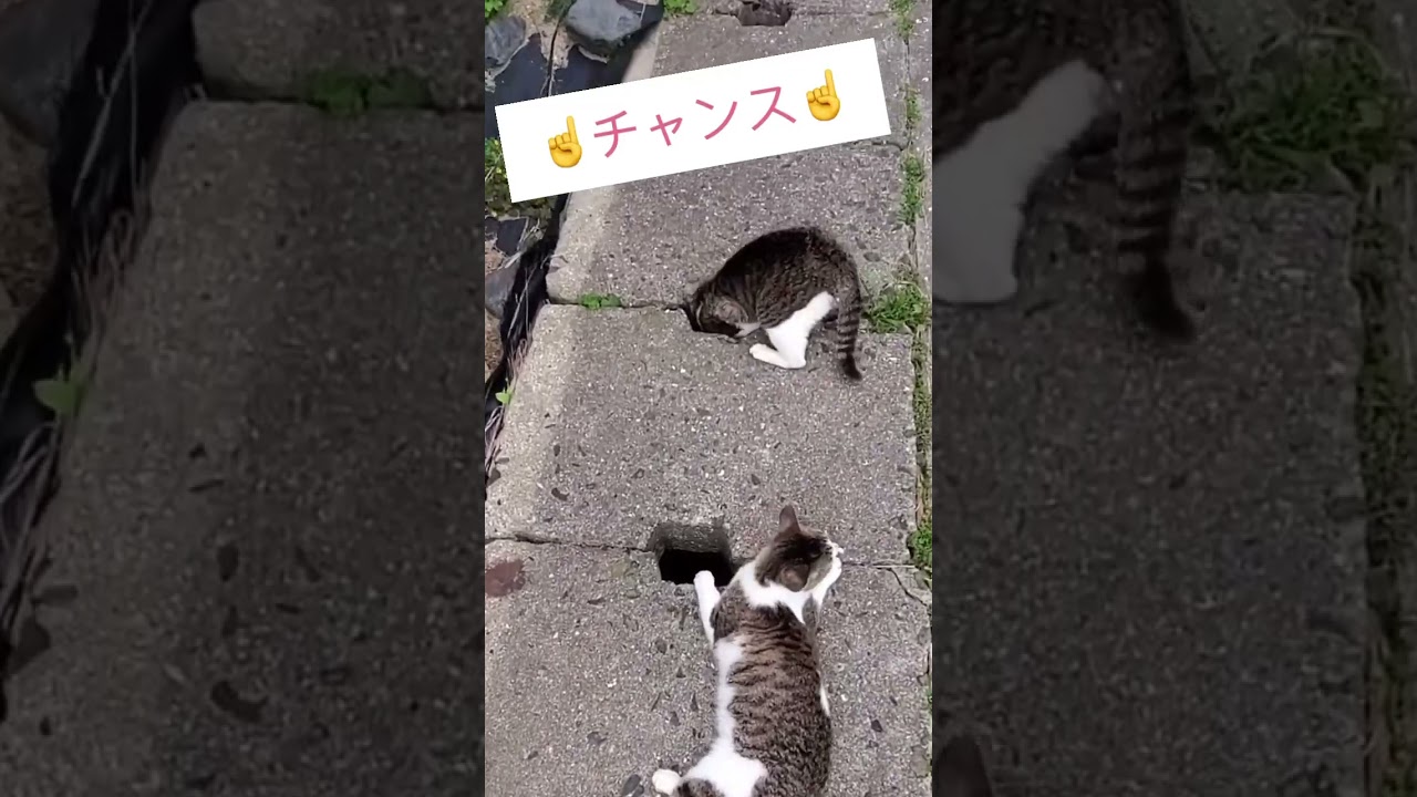 ωタマタマが...😂 