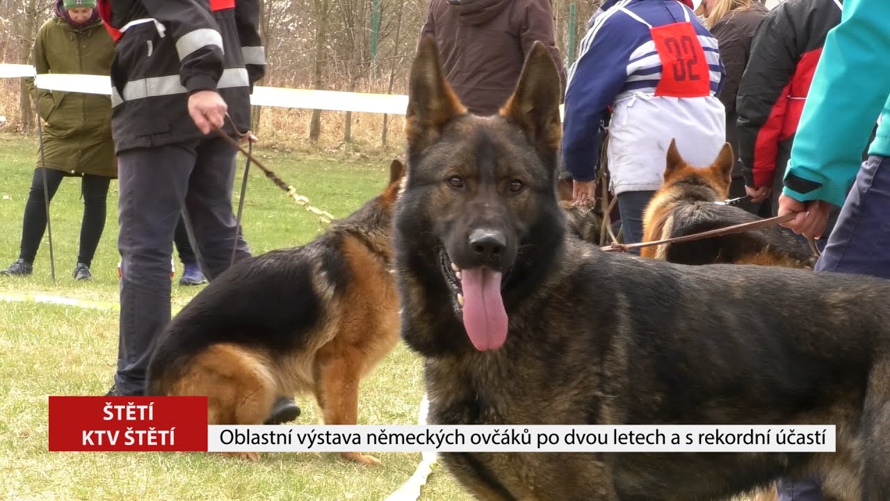 ŠTĚTÍ: Oblastní výstava německých ovčáků po dvou letech a s rekordní účastí