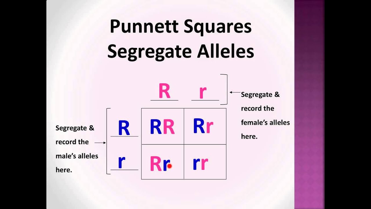 Bio-Lect!: Punnett Squares P, F1, & F2 generations