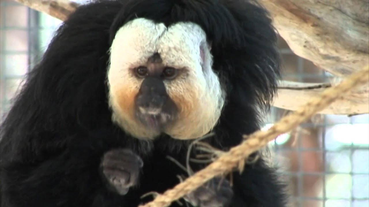 RAINFOREST PYRAMID® UPDATE: White-Faced Saki Monkeys