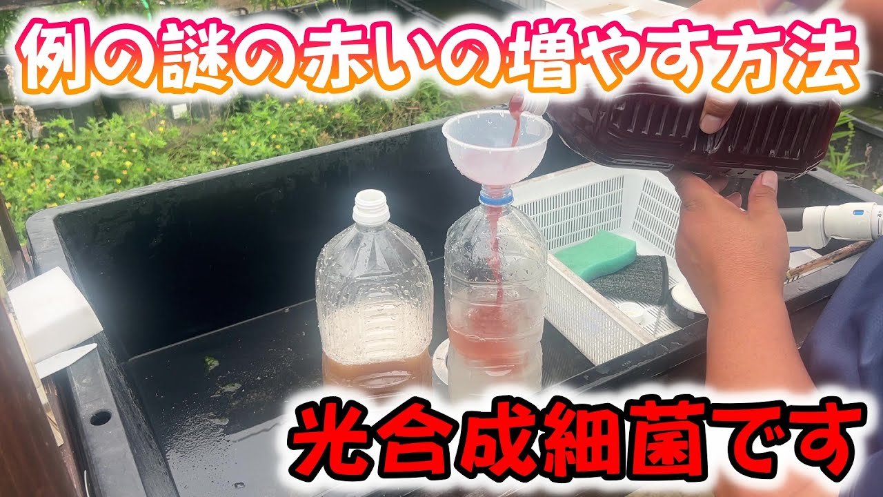 【めだか】針子の生存率ＵＰに！ゾウリムシ・ミジンコの培養に！光合成細菌の培養。Ｂ型おやじ