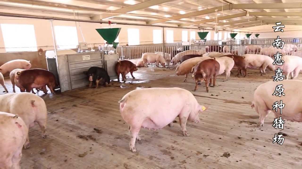 Osborne TEAM Electronic Sow Feeding (ESF) and FIRE Pig Performance Testing Equipment