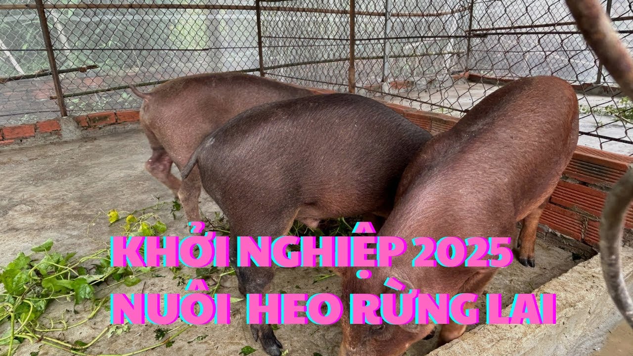 Hiệu quả từ mô hình nuôi heo rừng lai khởi nghiệp thu nhập ổn định cho hộ gia đình