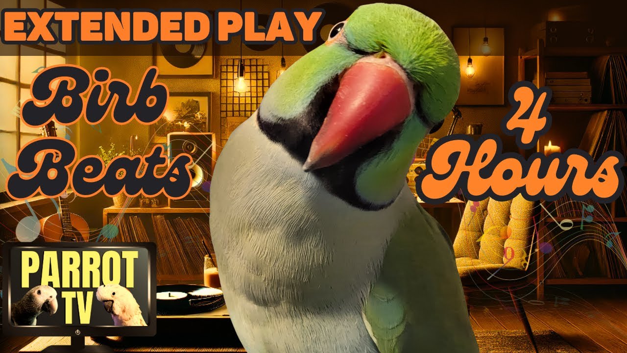 Birb Beats | Lofi Chillhop Music Mix for Birds | 4 Hour Extended Play |  Parrot Town TV for Birds🎵🦜