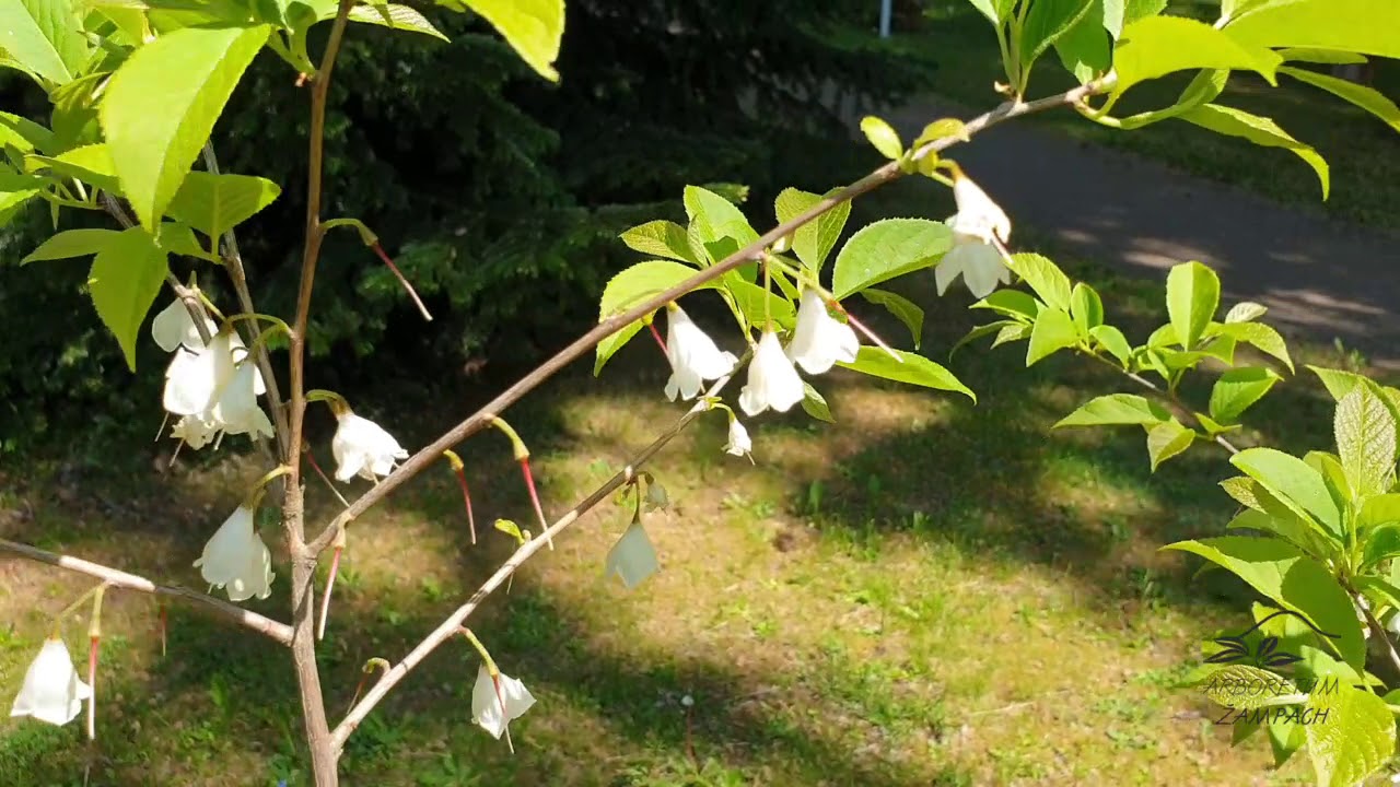 Halesia carolina hal&eacute;zie karol&iacute;nsk&aacute;