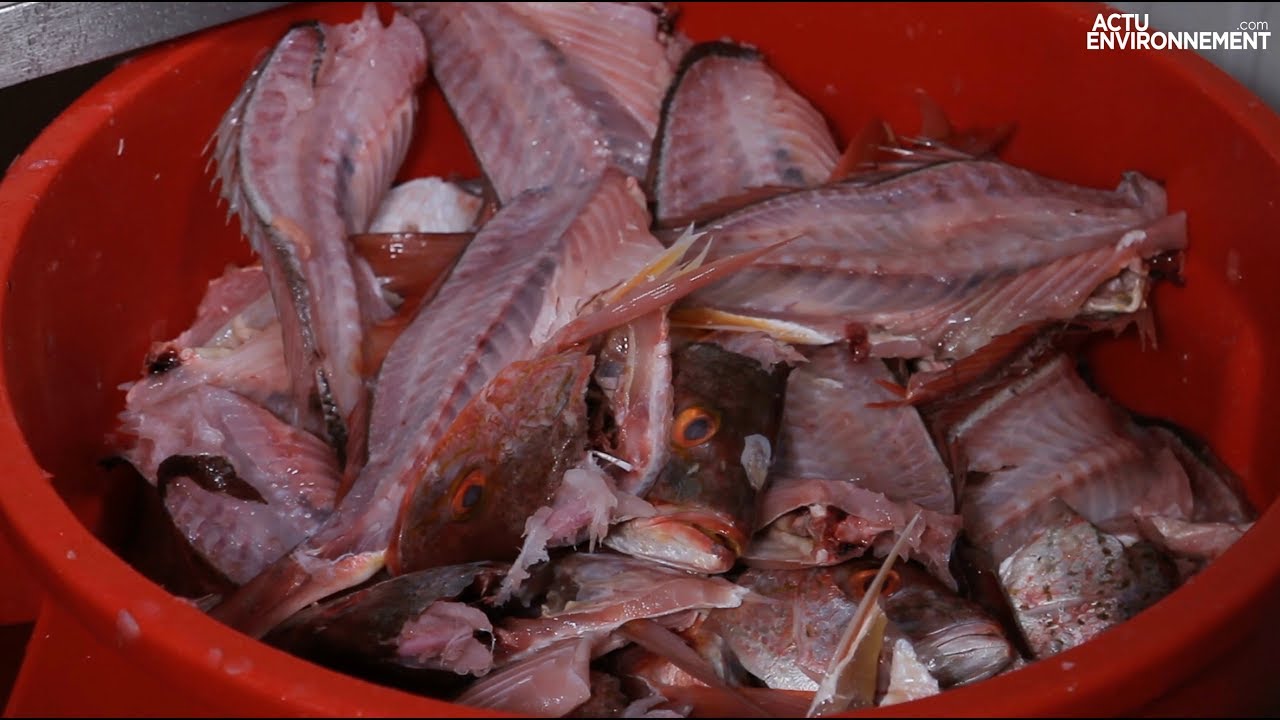 La valorisation des déchets de poissons s’organise grâce à la reverse logistic