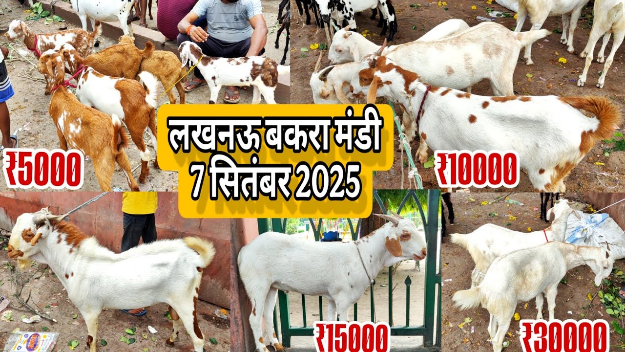 Lucknow Bakra Mandi Today Rate • 7 September 2025 | आज बकरा मंडी में क्या भाव है? 