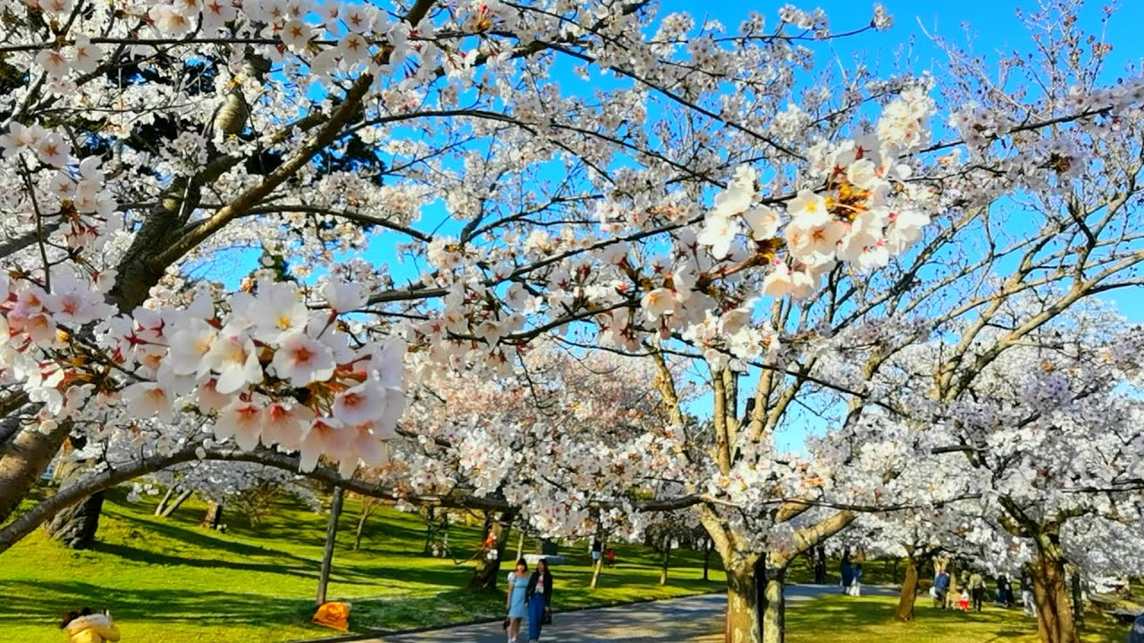 Cherry blossom in Tsuruoka Park, Tsuruoka, Yamagata prefecture, Japan #11042021