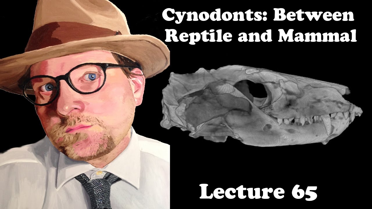 Lecture 65 Cynodonts: Between Reptile and Mammal