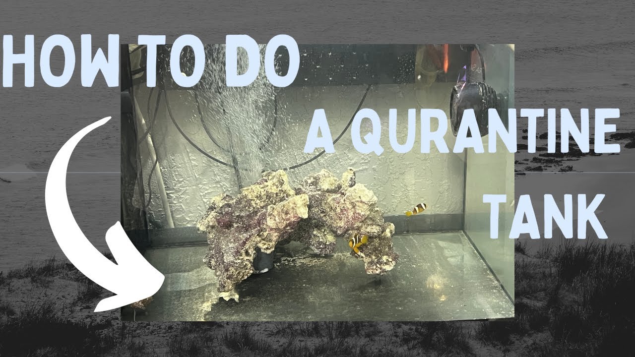 HOW-TO  QUARANTINE TANK for saltwater fish 