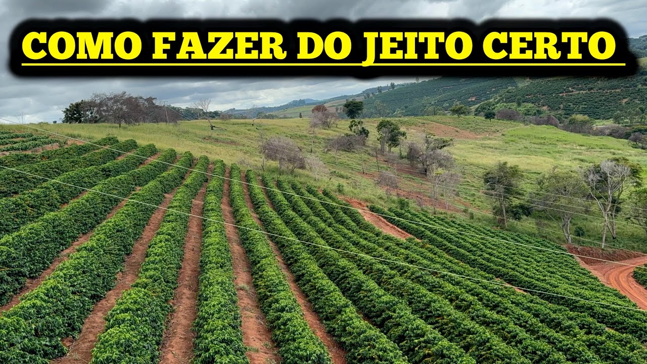 COMO PLANTAR CAFÉ DICAS INFALÍVEIS