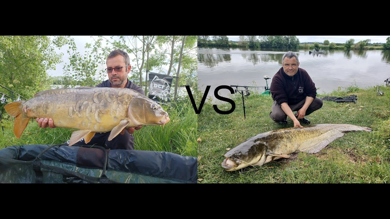 pèche à la carpe Dream carpfishing Carpes VS Silures en Vilaine