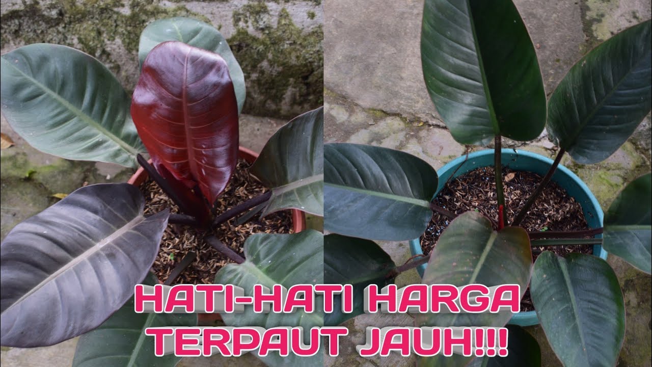 PERBEDAAN ANTARA PHILODENDRON BLACK CARDINAL DENGAN RED CONGO
