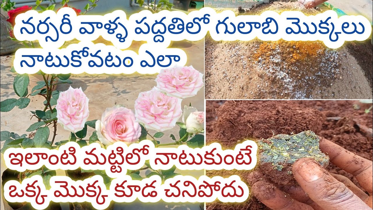 How to repot your rose plant/ best soil mixture for rose plant/ గులాబి మొక్కను ఎలా నాటుకోవాలి#rose 