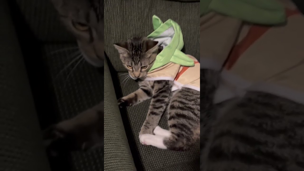 Roux &ldquo;The Rasta&rdquo; Kitten getting ready for the Halloween Showdown! 🎃🇯🇲#halloween #starwars #ufc
