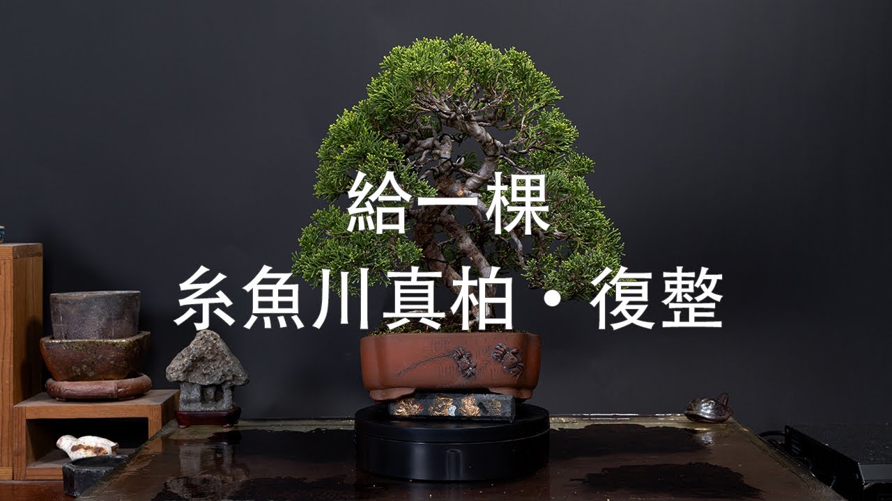 藏生園 - 糸魚川真柏·復整