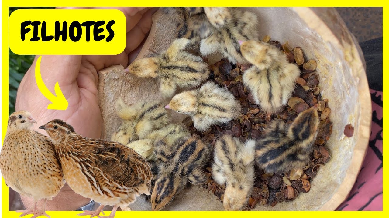 Muitos Filhotes de Codorna | Gutejando