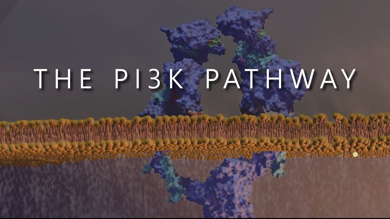 Short animation about the PI3K/AKT/mTOR pathway