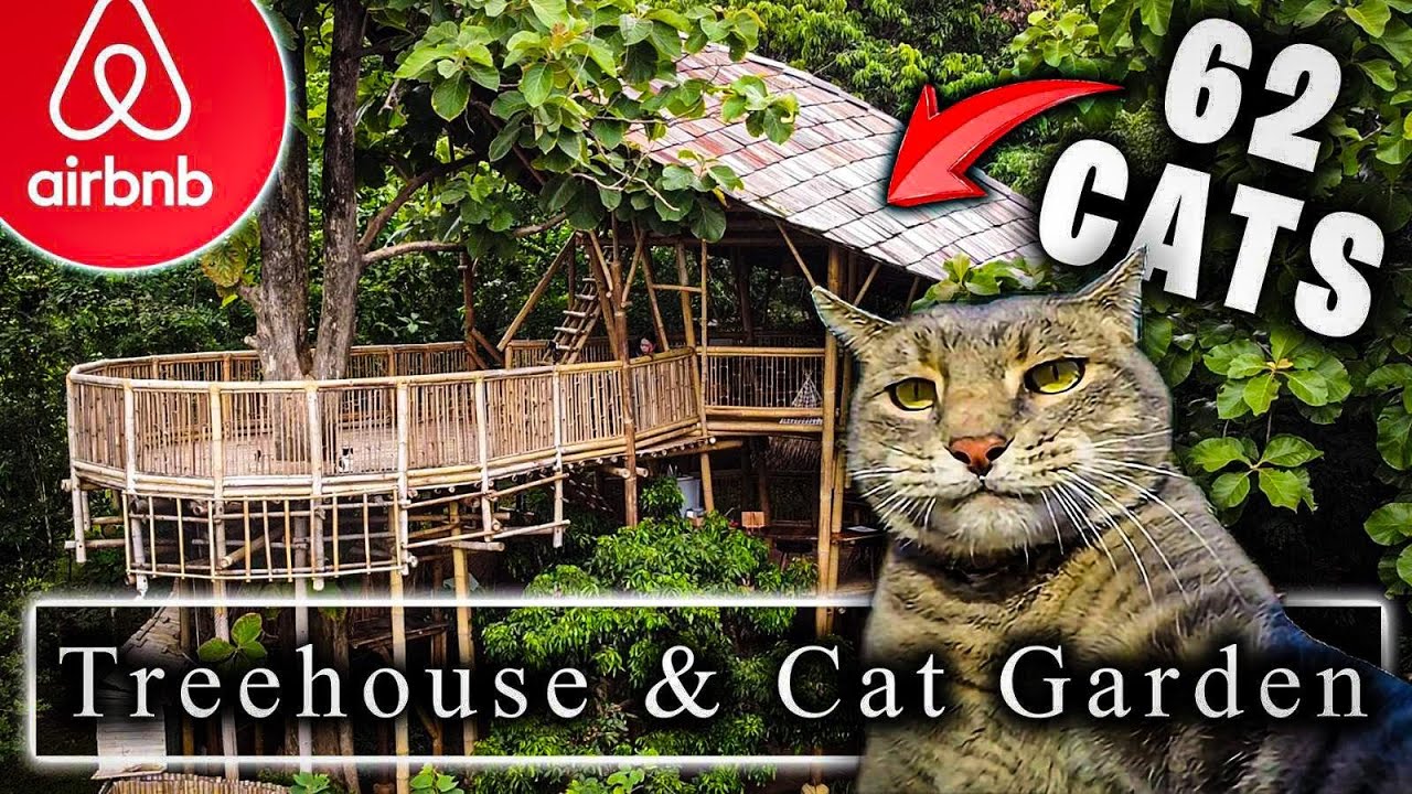 62 Cats Live at this Treehouse Airbnb!