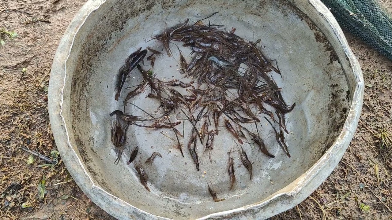 PRAWN Catching Trap Video # Umbrella Fishing Trap # Umbrella Cage Trap  @annuponnus99955