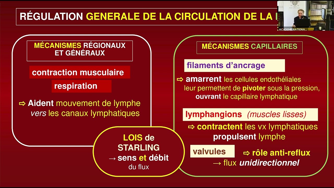 04 Fabrication de la lymphe. Loi de Starling. Physiologie normale.