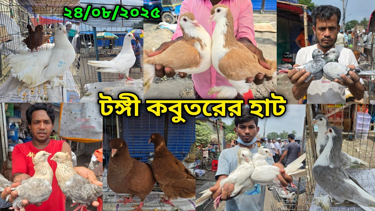২৪/০৮/২০২৫ টঙ্গী কবুতরের হাট | Tongi kobutor hat 2025 | Biggest Pigeon Market in Bangladesh 2025