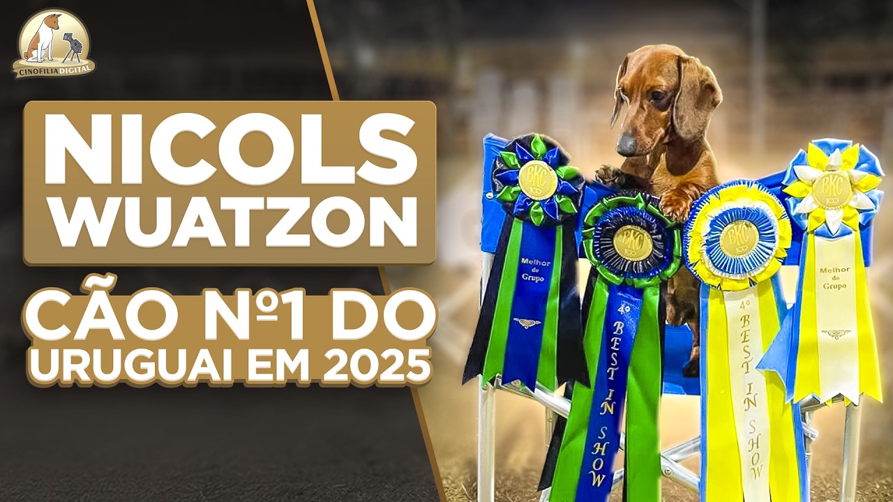 O Dachshund Nº1 do Uruguai em 2025 | Cinofilia Digital